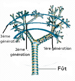 arbre_generationel.png